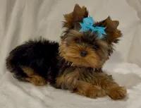 Romeo Micro Mini, a male Yorkshire Terrier for sale in Irvine, CA – 7 of 8