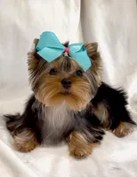 Trinity (Micro Minnie), a female Yorkshire Terrier for sale in Irvine, CA – 4 of 8