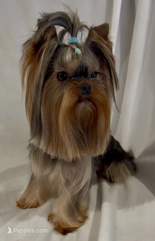 Little Guy – Yorkshire Terrier puppy for sale in Irvine, CA