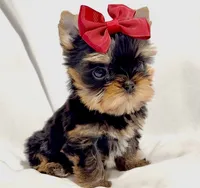 Clarabelle, a female Yorkshire Terrier for sale in Irvine, CA – 5 of 10