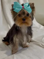 Trinity (Micro Minnie), a female Yorkshire Terrier for sale in Irvine, CA – 7 of 8