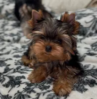 Romeo Micro Mini, a male Yorkshire Terrier for sale in Irvine, CA – 3 of 8