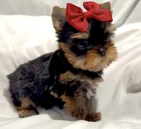 Clarabelle, a female Yorkshire Terrier for sale in Irvine, CA – 8 of 10