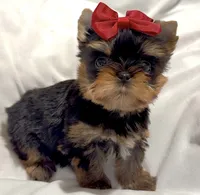 Clarabelle, a female Yorkshire Terrier for sale in Irvine, CA – 4 of 10