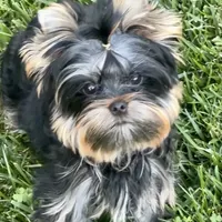 Magnum, a male Yorkshire Terrier for sale in Irvine, CA – Photo 2 of 5