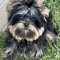 Magnum, a male Yorkshire Terrier for sale in Irvine, CA – Photo 1 of 5