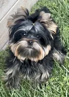 Magnum, a male Yorkshire Terrier for sale in Irvine, CA – Photo 1 of 5