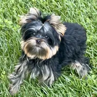 Magnum, a male Yorkshire Terrier for sale in Irvine, CA – Photo 3 of 5