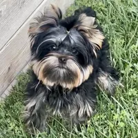 Magnum, a male Yorkshire Terrier for sale in Irvine, CA – Photo 4 of 5