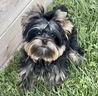 Magnum, a male Yorkshire Terrier for sale in Irvine, CA – Photo 4 of 5