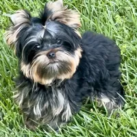 Magnum, a male Yorkshire Terrier for sale in Irvine, CA – Photo 5 of 5