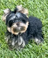 Magnum, a male Yorkshire Terrier for sale in Irvine, CA – Photo 5 of 5