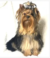 Trinity (Micro Minnie), a female Yorkshire Terrier for sale in Irvine, CA – 6 of 8