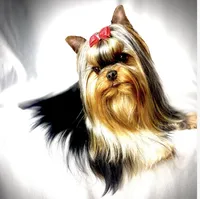 Trinity (Micro Minnie), a female Yorkshire Terrier for sale in Irvine, CA – 3 of 8