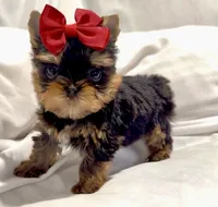 Clarabelle, a female Yorkshire Terrier for sale in Irvine, CA – 7 of 10