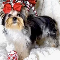 Rose, a female Yorkshire Terrier for sale in Irvine, CA – Photo 1 of 3
