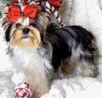 Rose, a female Yorkshire Terrier for sale in Irvine, CA – Photo 1 of 3