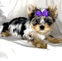 Rose, a female Yorkshire Terrier for sale in Irvine, CA – Photo 2 of 3