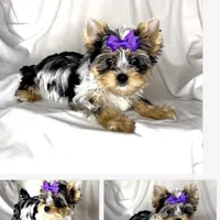 Rose, a female Yorkshire Terrier for sale in Irvine, CA – Photo 3 of 3