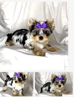 Rose, a female Yorkshire Terrier for sale in Irvine, CA – Photo 3 of 3