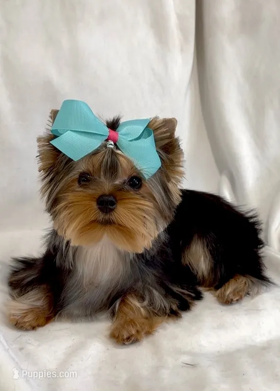 Trinity (Micro Minnie) – Yorkshire Terrier puppy for sale in Irvine, CA