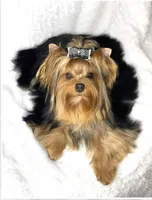 Trinity (Micro Minnie), a female Yorkshire Terrier for sale in Irvine, CA – 8 of 8