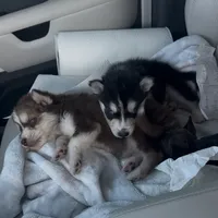 Athena, a female Alaskan Malamute and Alaskan Husky for sale in Irvine, CA – Photo 9 of 9