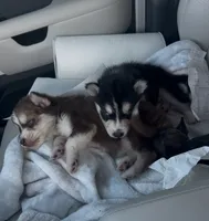 processed/95e27131-7faf-496c-b83c-3339fc1e2d0d/listing/c3a7da51-c0b9-4b1e-a186-606de02fa6d0/06c37d84-0dc7-4a25-8afd-f4366f66f1fb