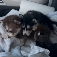 Athena, a female Alaskan Malamute and Alaskan Husky for sale in Irvine, CA – Photo 7 of 9