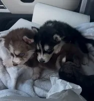 processed/95e27131-7faf-496c-b83c-3339fc1e2d0d/listing/c3a7da51-c0b9-4b1e-a186-606de02fa6d0/378312ca-a0bf-46b8-8600-9af5560376c1