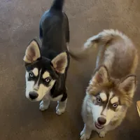 Athena, a female Alaskan Malamute and Alaskan Husky for sale in Irvine, CA – Photo 1 of 9