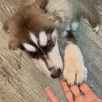 Athena, a female Alaskan Malamute and Alaskan Husky for sale in Irvine, CA – Photo 6 of 9