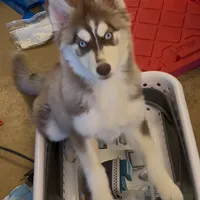 Athena, a female Alaskan Malamute and Alaskan Husky for sale in Irvine, CA – Photo 2 of 9