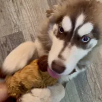 Athena, a female Alaskan Malamute and Alaskan Husky for sale in Irvine, CA – Photo 4 of 9