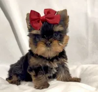 Clarabelle, a female Yorkshire Terrier for sale in Irvine, CA – 3 of 10