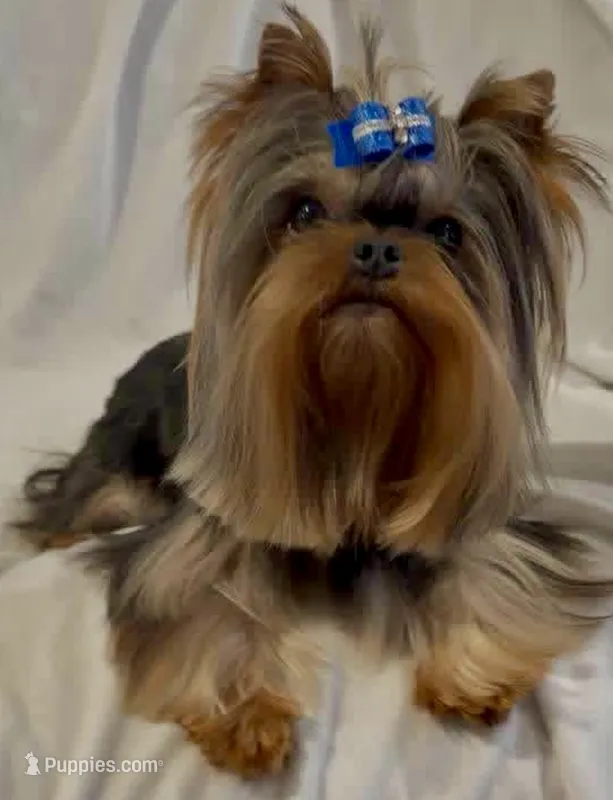 Little Guy MICRO MINI BABY – Yorkshire Terrier puppy for sale in Irvine, CA