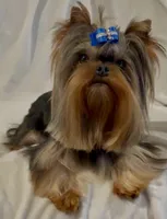 Little Guy MICRO MINI BABY, a male Yorkshire Terrier for sale in Irvine, CA – 1 of 3