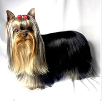 Trinity (Micro Minnie), a female Yorkshire Terrier for sale in Irvine, CA – 2 of 8