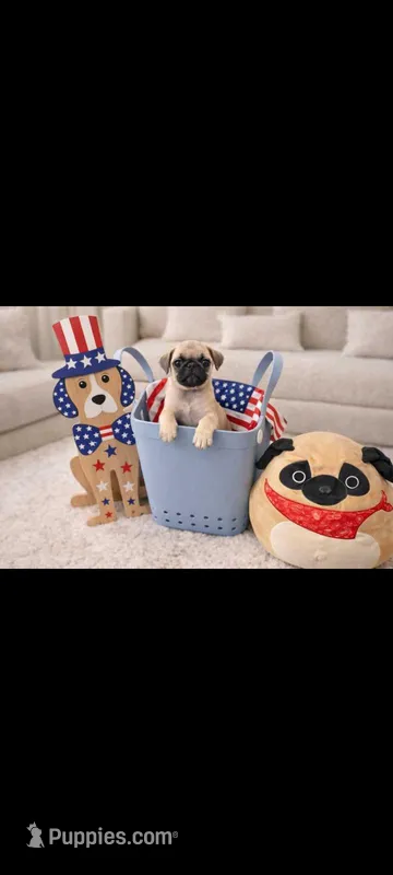 Cinnabunn – Pug puppy for sale in Liberty, TX