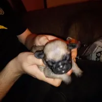 Cinnabunn, a male Pug for sale in Liberty, TX – Photo 2 of 2