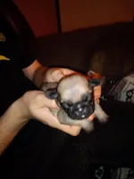 Cinnabunn, a male Pug for sale in Liberty, TX – Photo 2 of 2