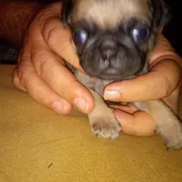 Cinnabunn, a male Pug for sale in Liberty, TX – Photo 1 of 2