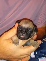 Cinnabunn, a male Pug for sale in Liberty, TX – Photo 1 of 2