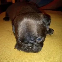 Grizzly , a male Pug for sale in Liberty, TX – Photo 1 of 3