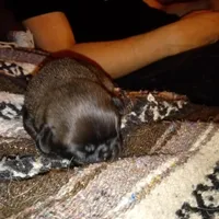 Grizzly , a male Pug for sale in Liberty, TX – Photo 3 of 3