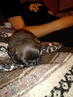Grizzly , a male Pug for sale in Liberty, TX – Photo 2 of 2