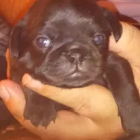 Grizzly , a male Pug for sale in Liberty, TX – Photo 2 of 3