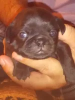 Grizzly , a male Pug for sale in Liberty, TX – Photo 1 of 2