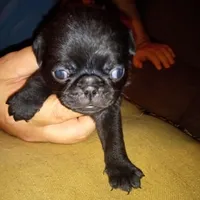 Squirel, a male Pug for sale in Liberty, TX – Photo 1 of 3