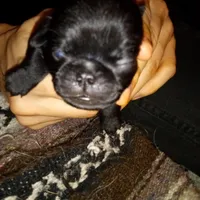 Squirel, a male Pug for sale in Liberty, TX – Photo 3 of 3